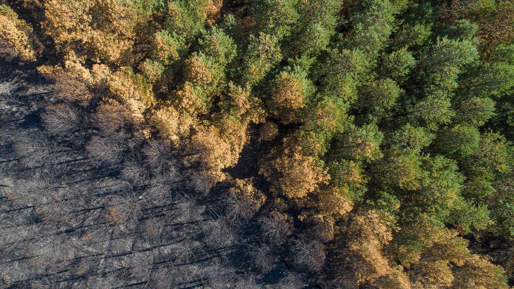 Biodiversität und Umweltmonitoringsysteme gewinnen auf der internationalen Agenda an Bedeutung