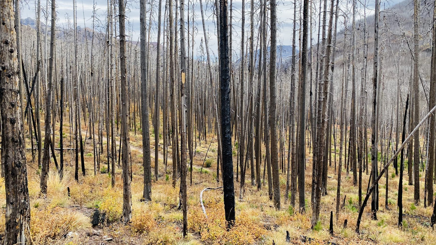 Höhere CO2-Emissionen infolge großer Waldbrände