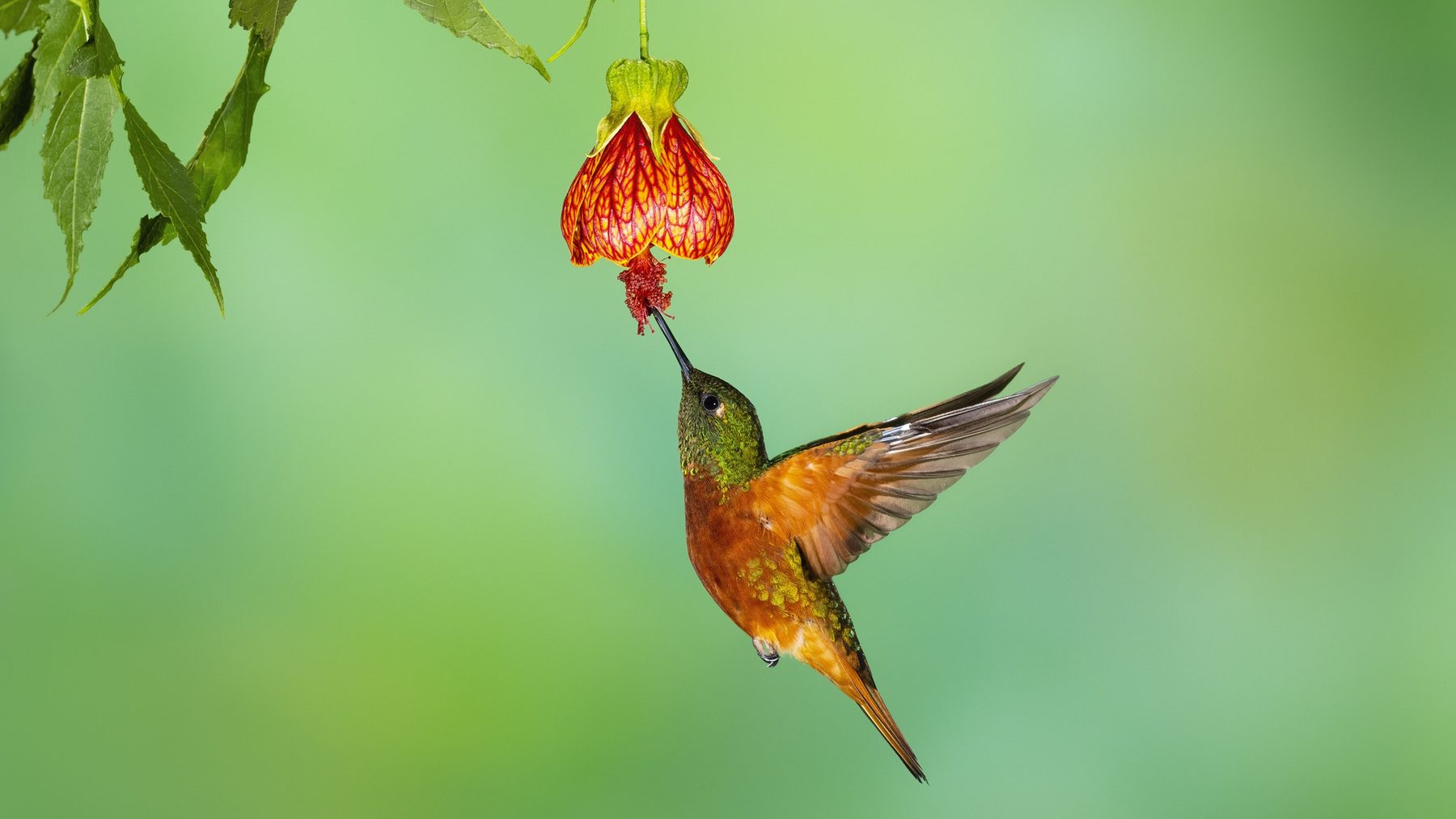 Schlüsselpunkte zum Verständnis der COP16 zur Biodiversität in Kolumbien