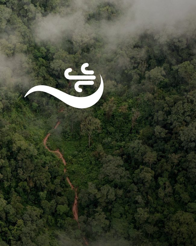 Bosques nativos del Gran Chaco
